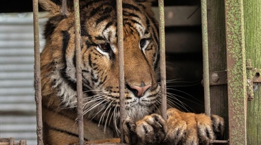 Rescatan en Balcarce a dos tigres de Bengala y los trasladan a un santuario en Jordania