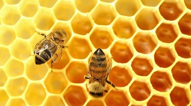 Abejas: Pautas del Senasa para el manejo de las colmenas