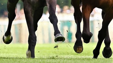 Revelan cómo el envejecimiento puede contribuir a las lesiones de los tendones de los caballos