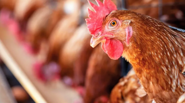 El Senasa sacrificó 13.000 gallinas afectadas por brote de gripe aviar en Entre Ríos