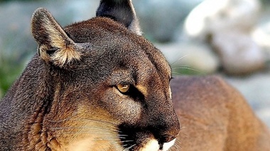 Presentan en el Congreso de la Nación un proyecto de ley sobre bienestar animal