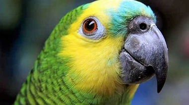 1 de cada 3 especies de loros en la naturaleza está amenazada
