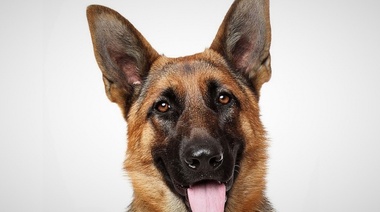 En homenaje a Chonino se celebra el Día Nacional del Perro en Argentina