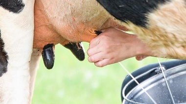 El Senasa recuerda la importancia de la prevención de enfermedades en bovinos para la producción láctea argentina