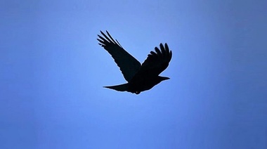 La disminución de las poblaciones de aves en Europa se debe a las presiones antropogénicas