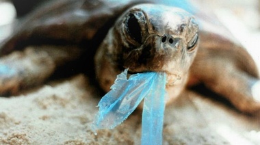 Más del 90% de las aves y los peces llevan partículas de plástico en el estómago