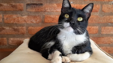 Los gatos seropositivos para Dirofilaria immitis tienen casi tres veces más prevalencia de alergia