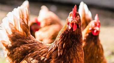 Recomendaciones del Senasa para quienes tienen aves de traspatio