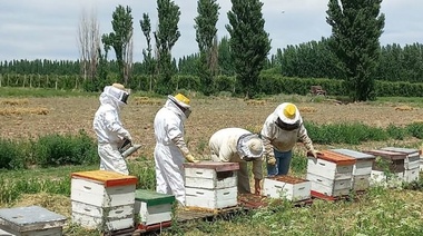 El Senasa creó la Mesa Estratégica para la articulación de la cadena apícola nacional
