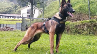 Wilson: El perro protagonista del encuentro de los cuatro niños permanece perdido en la selva