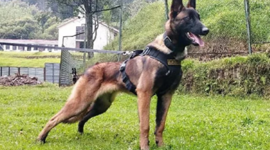 Wilson: El perro protagonista del encuentro de los cuatro niños que permanece perdido en la selva