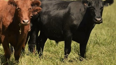 Conforman el Grupo de Trabajo en Salud Animal para contribuir al fortalecimiento del estatus sanitario regional