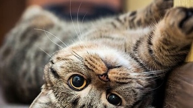 Estiman la incidencia y los factores de riesgo de tumores mamarios en gatas