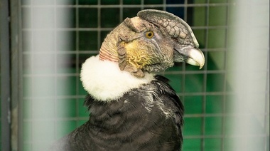 Rescatan un cóndor andino y lo trasladan a un centro de rehabilitación