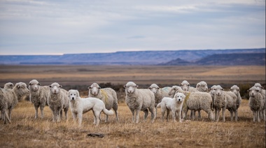 Perros protectores de ganado: Mitigadores del conflicto entre ganaderos y depredadores