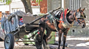 Buscan eliminar la tracción a sangre en la ciudad de Córdoba