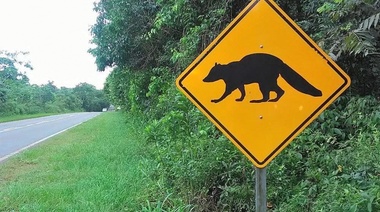 Recomendaciones para prevenir atropellamientos de animales