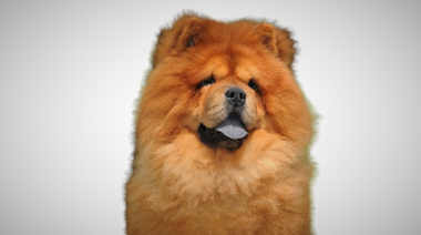 Otro ataque de un perro a una persona en la provincia de Córdoba