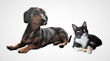 Un nuevo estudio pone luz sobre los estados emocionales de los perros y los gatos