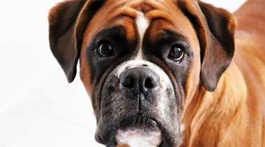 Análisis científico sobre los tratamientos para la osteoartritis canina