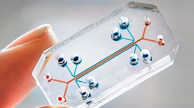 Órgano en chip: Desarrollarán por primera vez esta tecnología en medicina veterinaria