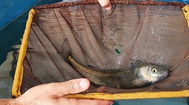 Agricultura y CONICET acordaron impulsar la investigación en la actividad acuícola en el país