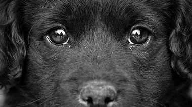 Recomendaciones de CAENA sobre tenencia responsable y alimentación canina