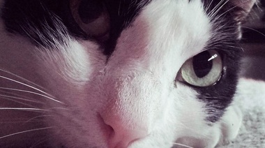 Influenza aviar en gatos: Preocupación por el alto número de gatos muertos en Polonia