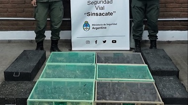 Recuperan unas 400 aves silvestres que eran trasladadas de manera oculta en un camión
