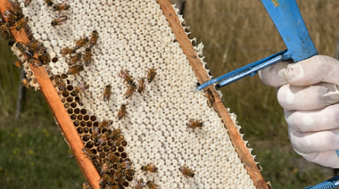La Mesa Estratégica de Articulación Apícola analizó la actualidad sanitaria