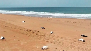 La depredación de los barcos chinos en los mares sudamericanos y el impacto en la fauna marina