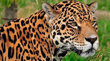 La Academia Nacional de Ciencias de Buenos Aires publicó un documento sobre Fauna Silvestre