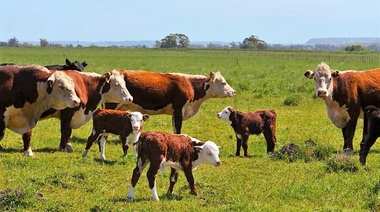 Nueva APP para calcular la superficie de pastoreo para animales de producción