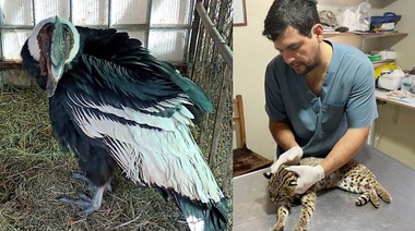 Un cóndor andino y un ocelote fueron hallados heridos en la vía pública