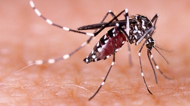 Confirman la presencia de mosquitos Aedes aegypti con mutaciones genéticas que los hacen resistentes a los insecticidas