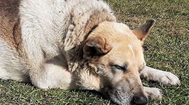 Osteoartritis canina: Nuevas pautas de consenso internacional