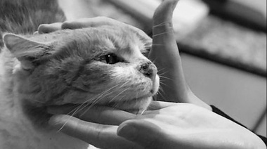 Convocan a perros y gatos con diagnóstico queratosis actínica y carcinoma de células escamosas cutáneo