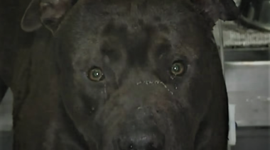 Un policía debió dispararle a un pitbull para frenar un feroz ataque a personas