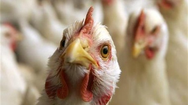 Argentina vuelve a ser país libre de influenza aviar en aves de corral