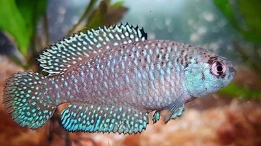 Descubren en Misiones una nueva especie de pez "killi de lluvia" denominada "Argolebias guaraní"