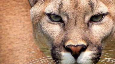 Nuevas directrices sobre conflictos y coexistencia entre humanos y vida silvestre