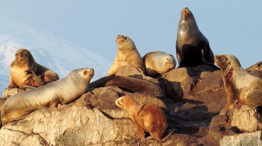 Detectan casos positivos de influenza aviar en mamíferos silvestres en Tierra del Fuego