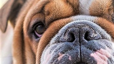 Manejo anestésico de perros braquicéfalos