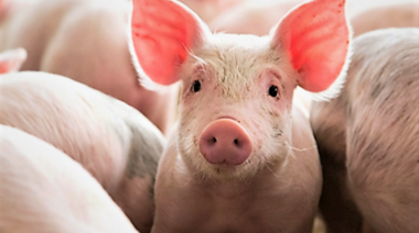 El virus de la influenza A H1N1 2009 ha pasado de humanos a cerdos unas 370 veces desde 2009