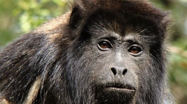 Alerta en Misiones y Corrientes por caso de fiebre amarilla