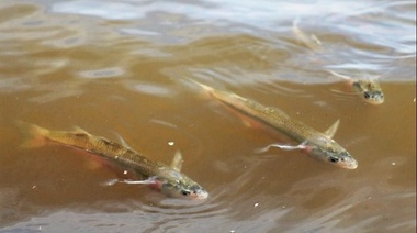 Buscan mejorar la producción del pejerrey