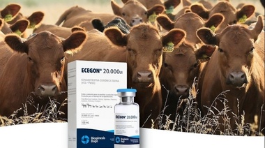 Ecegón 20.000 UI: "Para obtener mejores resultados reproductivos"
