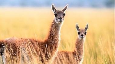 Especialistas de 25 países están desarrollando un atlas global de migraciones de ungulados