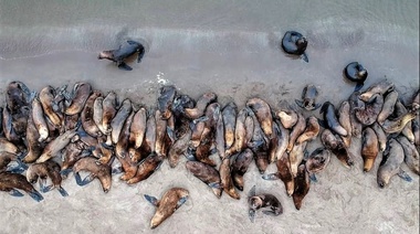 Al menos 40 lobos marinos aparecieron muertos en Necochea