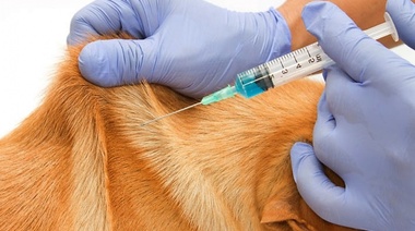 Evalúan en perros la eficacia del CBD liposomal administrado por vía subcutánea